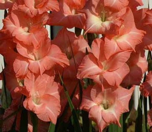 USA Made and Shipped from, Large Bulbs (5) Rose Supreme Gladiolus, Beautiful Flowering Sword Lily, Gladioli Bulbs,Plants,perennials, Great Flower USA Made and Shipped from, Large Bulbs (5) Rose Supreme Gladiolus, Beautiful Flowering Sword Lily, Gladioli Bulbs,Plants,perennials, Great Flower