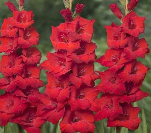USA Made and Shipped from, Large Bulbs (5) Fresh, New, Radiant Red, Red Flowering Gladiolus Bulbs, Plants, Flowers, Flowering Perennials,Sword Lily, Gladioli-SeedsBulbsPlants&More USA Made and Shipped from, Large Bulbs (5) Fresh, New, Radiant Red, Red Flowering Gladiolus Bulbs, Plants, Flowers, Flowering Perennials,Sword Lily, Gladioli-SeedsBulbsPlants&More