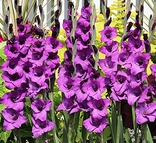USA Made and Shipped from, Large Bulbs (5) Fresh, New, Fantasia Lavender Flowering Gladiolus Bulbs, Plants, Flowers, Flowering Perennials,Sword Lily, Gladioli-SeedsBulbsPlants&More USA Made and Shipped from, Large Bulbs (5) Fresh, New, Fantasia Lavender Flowering Gladiolus Bulbs, Plants, Flowers, Flowering Perennials,Sword Lily, Gladioli-SeedsBulbsPlants&More