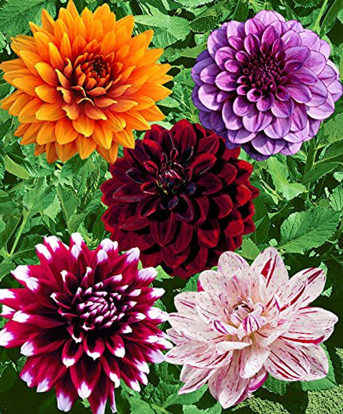 Large Flowering Decorative Dahlia Mix Tuber, Root Start, Bulb, SeedsBulbsPlants&More Large Flowering Decorative Dahlia Mix Tuber, Root Start, Bulb, SeedsBulbsPlants&More