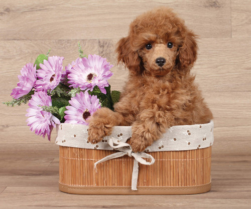 Poodle Dog in a Basket Fleece Throw Blanket 50" x 60"