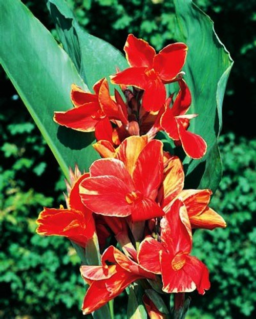 2 Tall Canna Lily - Rosemond Cole - Bulbs/Roots/Rhizomes/Tubers/Plants 2 Tall Canna Lily - Rosemond Cole - Bulbs/Roots/Rhizomes/Tubers/Plants