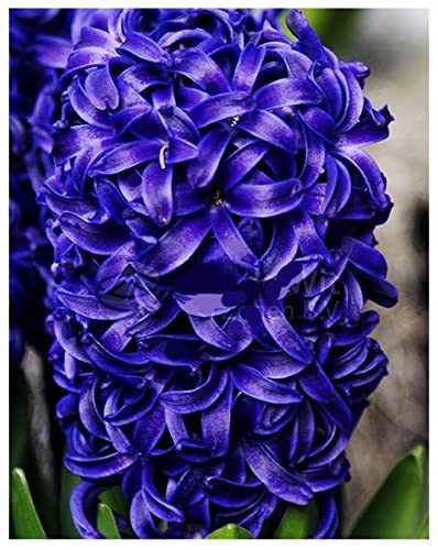 5 Aida Hyacinth Bulbs - 16-17 cm