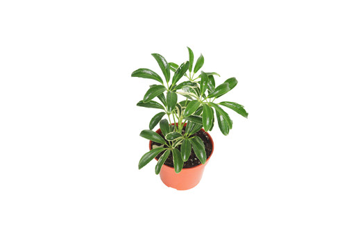 Schefflera Arboricola 'Umbrella Plant' Variegated' - 4'' from California Tropicals