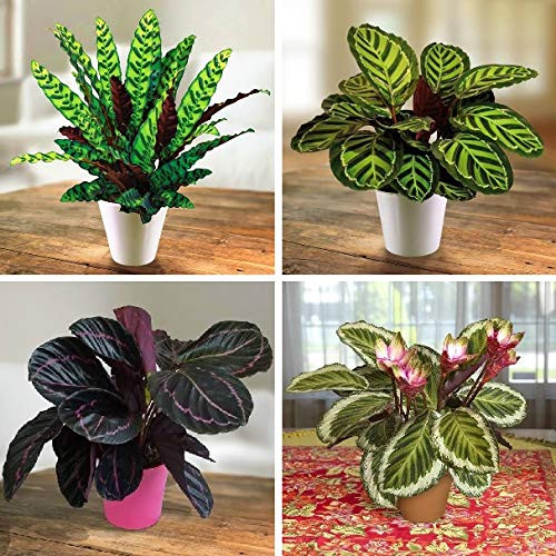 Dichondra 100 Calathea Plant Seeds