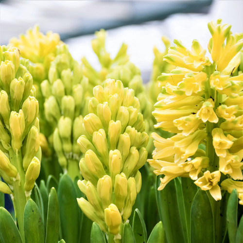 Easy to Grow Hyacinth 'City of Harlem' Plant Bulbs (10 Pack) - Fragrant Yellow Flowering Blooms for Spring Gardens