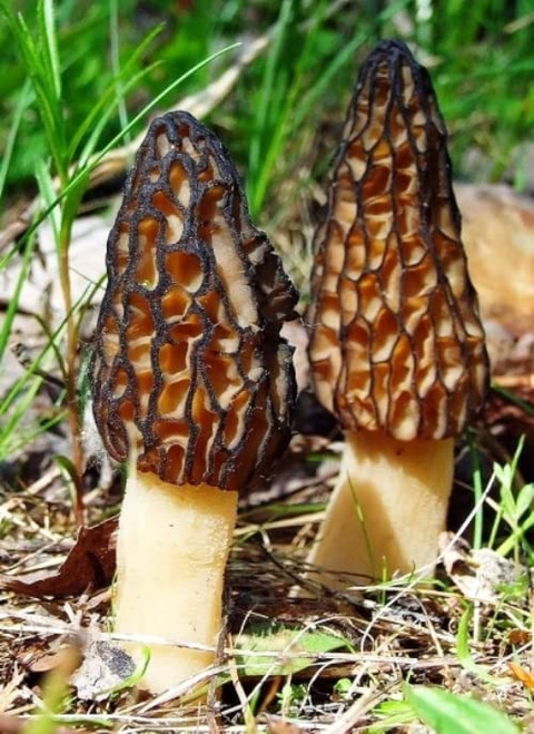 RAISE ME UP: Black Morel Mushrooms Spores (Morchella importuna) Non GMO Heirloom 100 Seeds