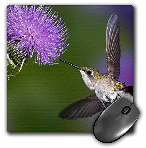 3dRose LLC 8 x 8 x 0.25 Inches Mouse Pad, Adam Jones (mp_83636_1)