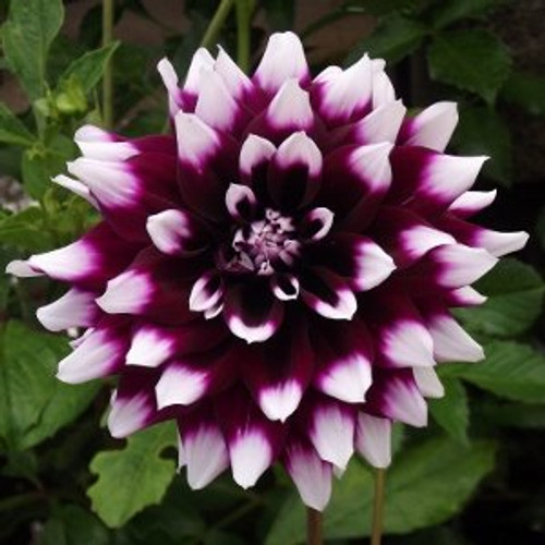 2 Mystery Day Dinnerplate Dahlia Tubers - Root - Bulb - Plant - Spring Planting & Summer Flowers - Blooming Size 2 Mystery Day Dinnerplate Dahlia Tubers - Root - Bulb - Plant - Spring Planting & Summer Flowers - Blooming Size