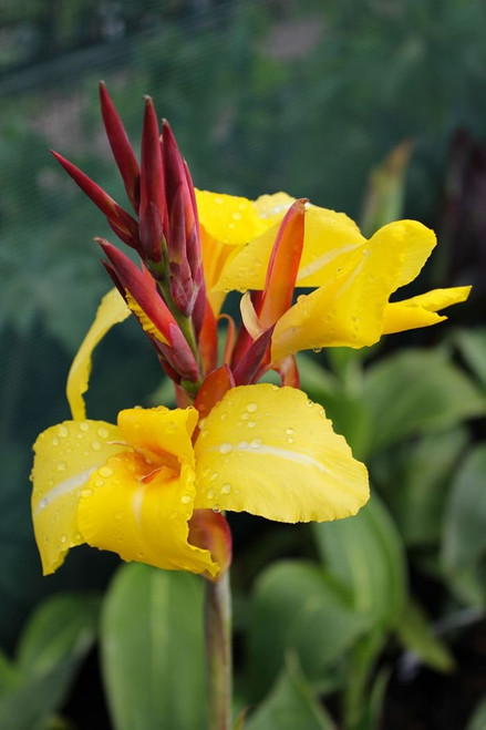 2 Tall Canna Lily - Striped Beauty - Bulbs/Roots/Rhizomes/Tubers/Plants 2 Tall Canna Lily - Striped Beauty - Bulbs/Roots/Rhizomes/Tubers/Plants