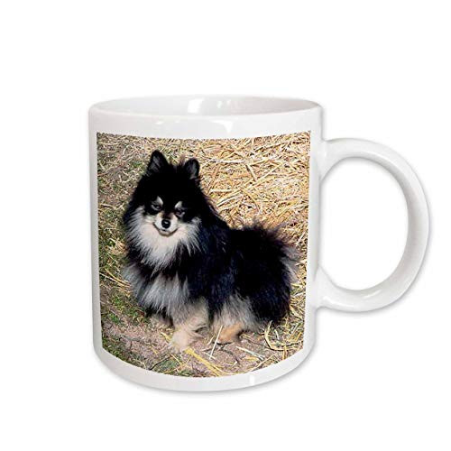 3dRose Black and Tan Pomeranian Mug, 11-Ounce