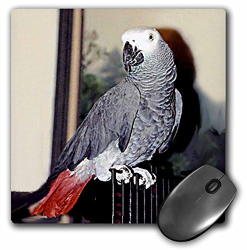 3dRose LLC 8 x 8 x 0.25 Inches Mouse Pad, African Grey Parrot (mp_953_1)