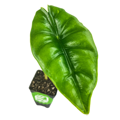 Alocasia Reversa Elephant Ear - Alocasia - Live Plant