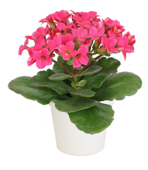 Kalanchoe Plant Succulents Plants Live Houseplants in White Planter, Live Succulents Live House Plants, Succulent Plants Live Plants Indoor Plants, Live Succulent Plant Lover Gifts by Plants for Pets Kalanchoe Plant Succulents Plants Live Houseplants in White Planter, Live Succulents Live House Plants, Succulent Plants Live Plants Indoor Plants, Live Succulent Plant Lover Gifts by Plants for Pets