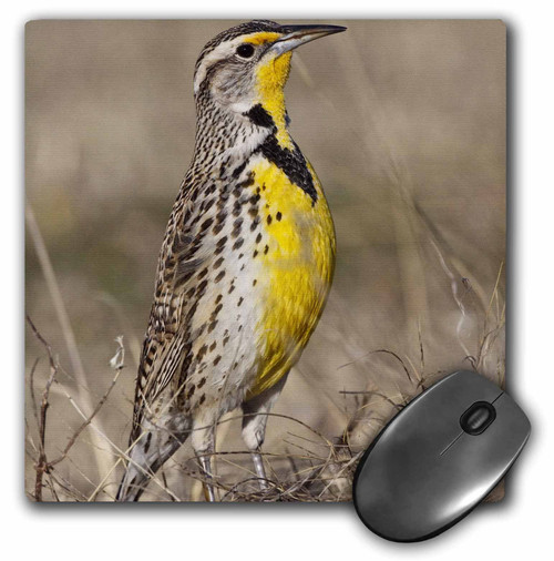 3dRose Western Meadowlark bird, Oklahoma - US37 LDI0029 - Larry Ditto - Mouse Pad, 8 by 8 inches (mp_93400_1) 3dRose Western Meadowlark bird, Oklahoma - US37 LDI0029 - Larry Ditto - Mouse Pad, 8 by 8 inches (mp_93400_1)