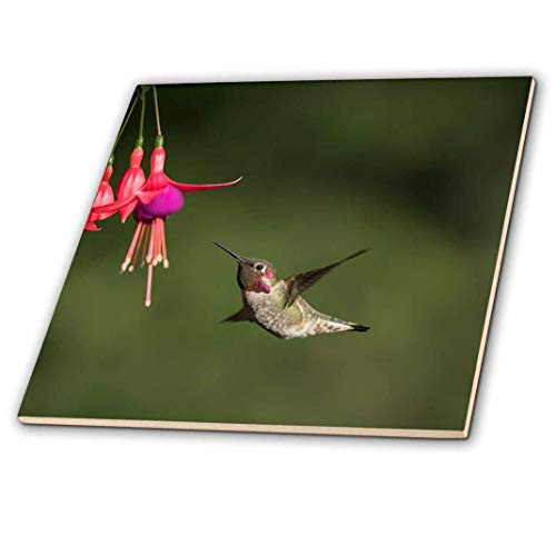 3dRose Washington. Male Annas Hummingbird hovers at a Fuchsia Flower Decorative Tiles, Ceramic, Clear