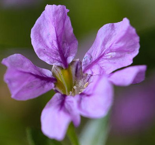 Purple Mexican Heather, Cuphea Lavender Allyson Starter Potted Plant, Spectacular Flowering Plant Purple Mexican Heather, Cuphea Lavender Allyson Starter Potted Plant, Spectacular Flowering Plant