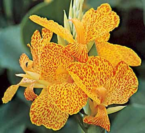 Picasso Flowering Dwarf Canna Lily Root/bulb/rhizome/plant Nice Size Picasso Flowering Dwarf Canna Lily Root/bulb/rhizome/plant Nice Size