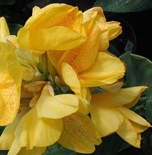 Yellow Futurity Flowering Dwarf Canna Lily Root/Bulb/Rhizome/Plant Nice Size Yellow Futurity Flowering Dwarf Canna Lily Root/Bulb/Rhizome/Plant Nice Size