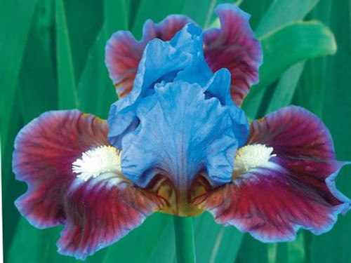 Bearded Iris Assorted Colors Elegant Mix, Root, Bulb, Plant. Flowering Rhizome, SeedsBulbsPlants&More Bearded Iris Assorted Colors Elegant Mix, Root, Bulb, Plant. Flowering Rhizome, SeedsBulbsPlants&More
