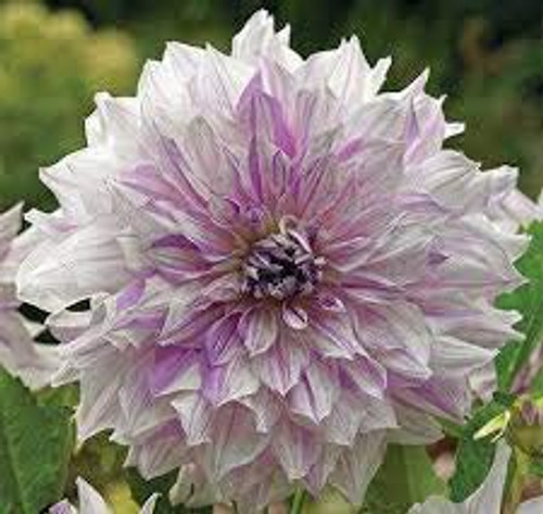 Dahlia Mom's Special Bulb, Root, Tubers, Rhizome, Plant, Flower, SeedsBulbsPlants&More Dahlia Mom's Special Bulb, Root, Tubers, Rhizome, Plant, Flower, SeedsBulbsPlants&More