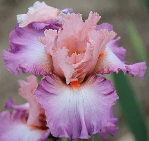 SeedsBulbsPlants&More Blowing Kisses Tall Bearded Iris Rhizome, Root, Plant SeedsBulbsPlants&More Blowing Kisses Tall Bearded Iris Rhizome, Root, Plant