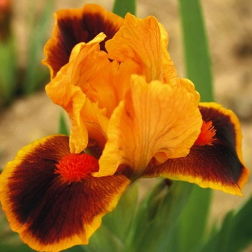 Fancy Mixed Bearded Iris Root,Rhizome, Plant,Start, for Spectacular Flowers Year After Year Fancy Mixed Bearded Iris Root,Rhizome, Plant,Start, for Spectacular Flowers Year After Year