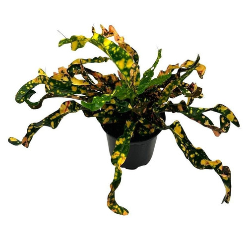 Twisted Variegated Croton Mammy, 4 inch, Very Rare Codiaeum variegatum Twisted Variegated Croton Mammy, 4 inch, Very Rare Codiaeum variegatum