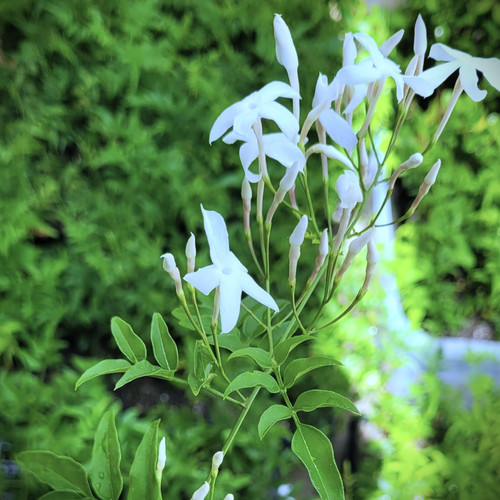 Jasminum Polyanthum 2 inch Pot One Stem Mini Starter Plant or Live Jasmine Plant Indoor/Outdoor Fragrant Plant - California Grown