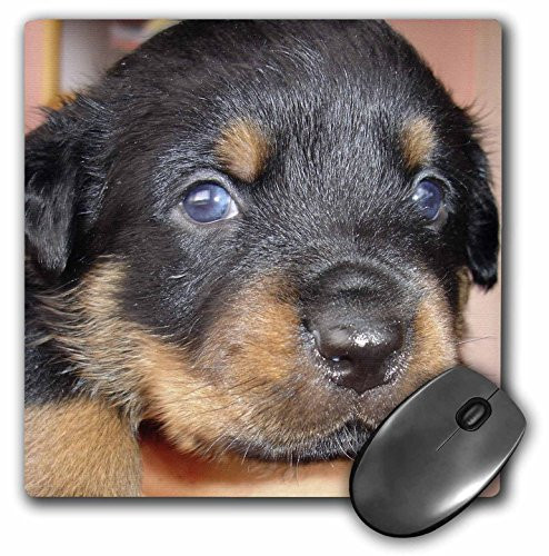 3dRose LLC 8 x 8 x 0.25 Inches Its a Boy Rottweiler Puppy Pattern Mouse Pad (mp_46698_1)