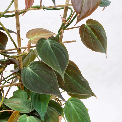 Philodendron Micans - Live Starter Plant - Philodendron Hederaceum 'Micans' - Rare and Elegant Indoor Houseplant Vine