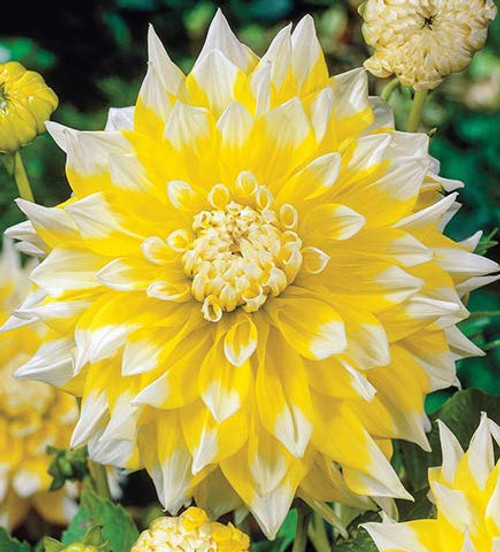 Grand Prix Dinnerplate Flowering Dahlia Bulb, Plants, Root Flower, SeedsBulbsPlants&More Grand Prix Dinnerplate Flowering Dahlia Bulb, Plants, Root Flower, SeedsBulbsPlants&More
