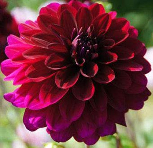 Karma Naomi Decorative Flowering Dahlia Bulb, Plant, Root, Flower, SeedsBulbsPlants&More Karma Naomi Decorative Flowering Dahlia Bulb, Plant, Root, Flower, SeedsBulbsPlants&More