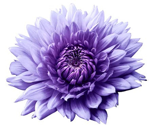 Lilac Time Dinnerplate Flowering Dahlia Bulb, Root, Flower, Seeds*Bulbs*Plants*&More Lilac Time Dinnerplate Flowering Dahlia Bulb, Root, Flower, Seeds*Bulbs*Plants*&More