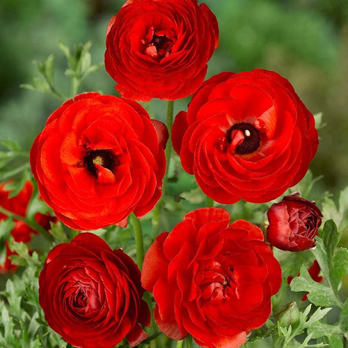 25 Red Ranunculus Bulbs Spring Planting - Buttercup Flower Bulb Value Bag - Plant in Gardens, Containers & Flowerbeds - Easy to Grow Perennial Flowers Bulbs by Willard & May
