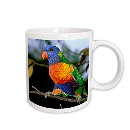 3dRose Australia, East Coast, Rainbow Lorikeet Bird AU01 PSK0173 Peter Skinner Ceramic Mug, 11-Ounce