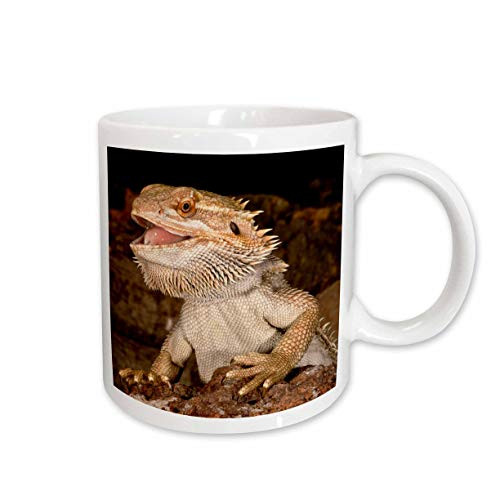3dRose Bearded Dragon Lizard, Native to Australia NA02 DNO0680 David Northcott Ceramic Mug, 11-Ounce 3dRose Bearded Dragon Lizard, Native to Australia NA02 DNO0680 David Northcott Ceramic Mug, 11-Ounce