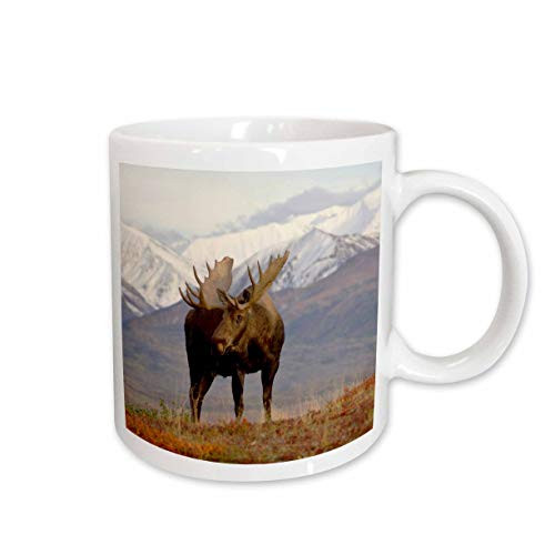3dRose mug_87701_1 Moose Bull Wildlife, Denali National Park, Alaska Us02 Ska3065 Steve Kazlowski Ceramic Mug, 11-Ounce
