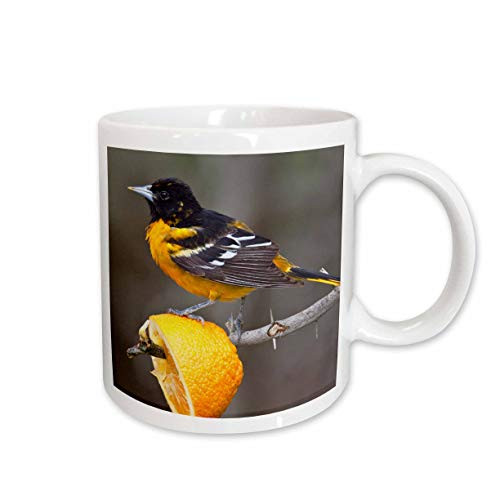 3dRose 94471_1"South Padre Island, Texas, Baltimore Oriole Bird-US44 LDI0230-Larry Ditto" Ceramic Mug, 11 oz, White