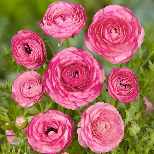 25 Pink Ranunculus Bulbs for Planting - Buttercup Flower Bulb Value Bag - Plant in Gardens, Containers & Flowerbeds - Easy to Grow Fall Perennial Flowers Bulbs by Willard & May
