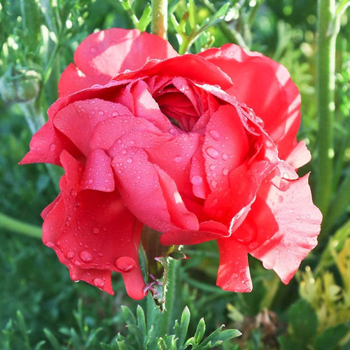25 Rose Ranunculus Bulbs Spring Planting - Buttercup Flower Bulb Value Bag - Plant in Gardens, Containers & Flowerbeds - Easy to Grow Perennial Flowers Bulbs by Willard & May
