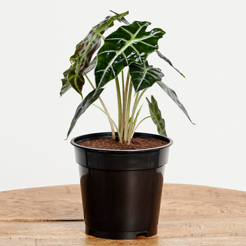 Greendigs Alocasia Bambino Plant in 5 Inch Grower's Pot, Low Maintenance Houseplant