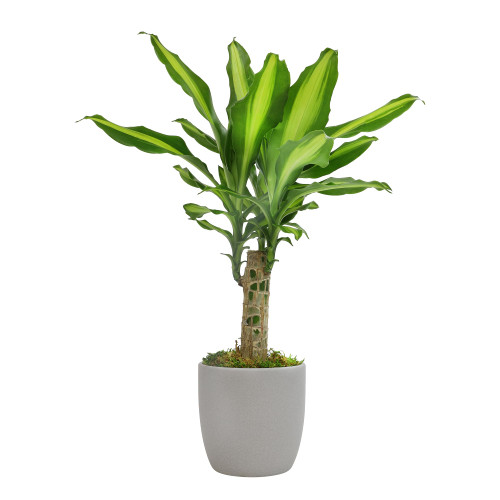 'Sunrise' Corn Plant Dracaena Plant Live Plant Decor, Office Desk Plant, Live Indoor House Plants, Decorative Plants, House Plants Indoors Live Plants Indoor Plants Live Houseplants by Plants for Pets