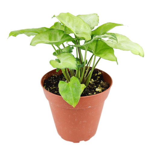 Syngonium White Butterfly (4" Grower Pot) - Arrowhead Plant - Easy to Grow Houseplant - Live Healthy Houseplant for Home Office Decoration