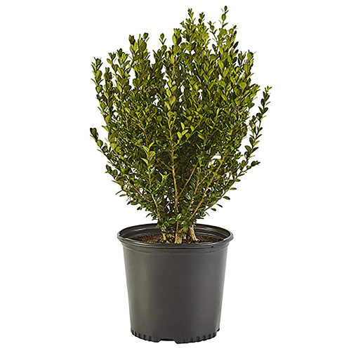 Shrub Wintergreen Boxwood 2.5 Qt, 1 Gallon, Green Foliage