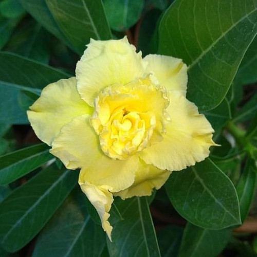 Double Yellow Desert Rose Plant, Adenium Obesum, 4 to 6 Inches