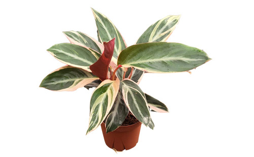 Stromanthe Triostar | Live Plant in a 6 Inch Growers Pot, Live Indoor, Easy to Grow, Easy to Care, and Low Maintenance Houseplant (6" Wide Pot) Stromanthe Triostar | Live Plant in a 6 Inch Growers Pot, Live Indoor, Easy to Grow, Easy to Care, and Low Maintenance Houseplant (6" Wide Pot)