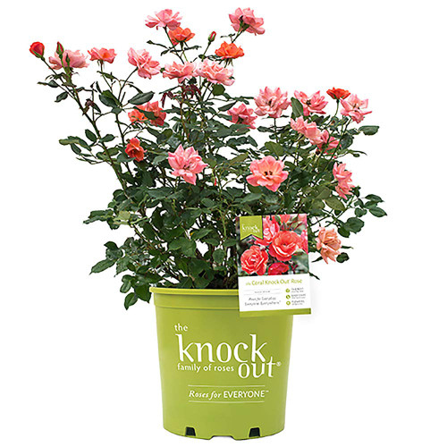 1 Gallon, Knock Out Rose Coral, with Gentle Green Foliage and Bold Coral Pink Blooms