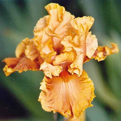 Cordoba Bearded Iris, Orange Reblooming, Root Start, Rhizome, Bulb, Simply Beautiful Flowering Perennial Cordoba Bearded Iris, Orange Reblooming, Root Start, Rhizome, Bulb, Simply Beautiful Flowering Perennial
