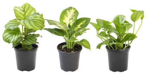 Essential Houseplant Collection (3PK) Live Plants Indoor Plants Live Houseplants in Plant Pots, Easy House Plants Indoors Live, Snake Plant, Pothos in Potting Soil, Clean Air Plants by Plants for Pets